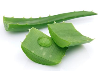 食用蘆薈